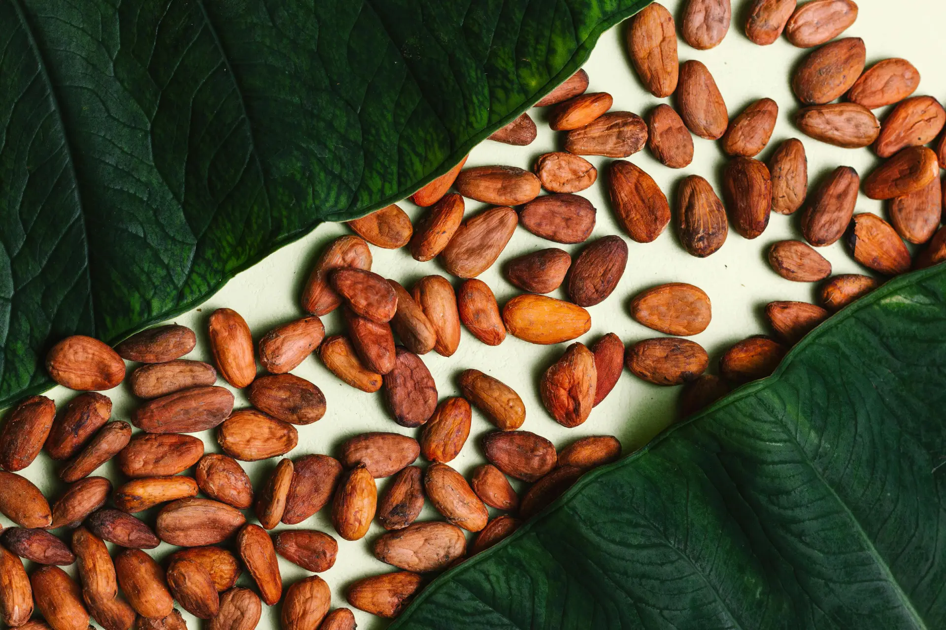 Kakao mit grünen Blättern