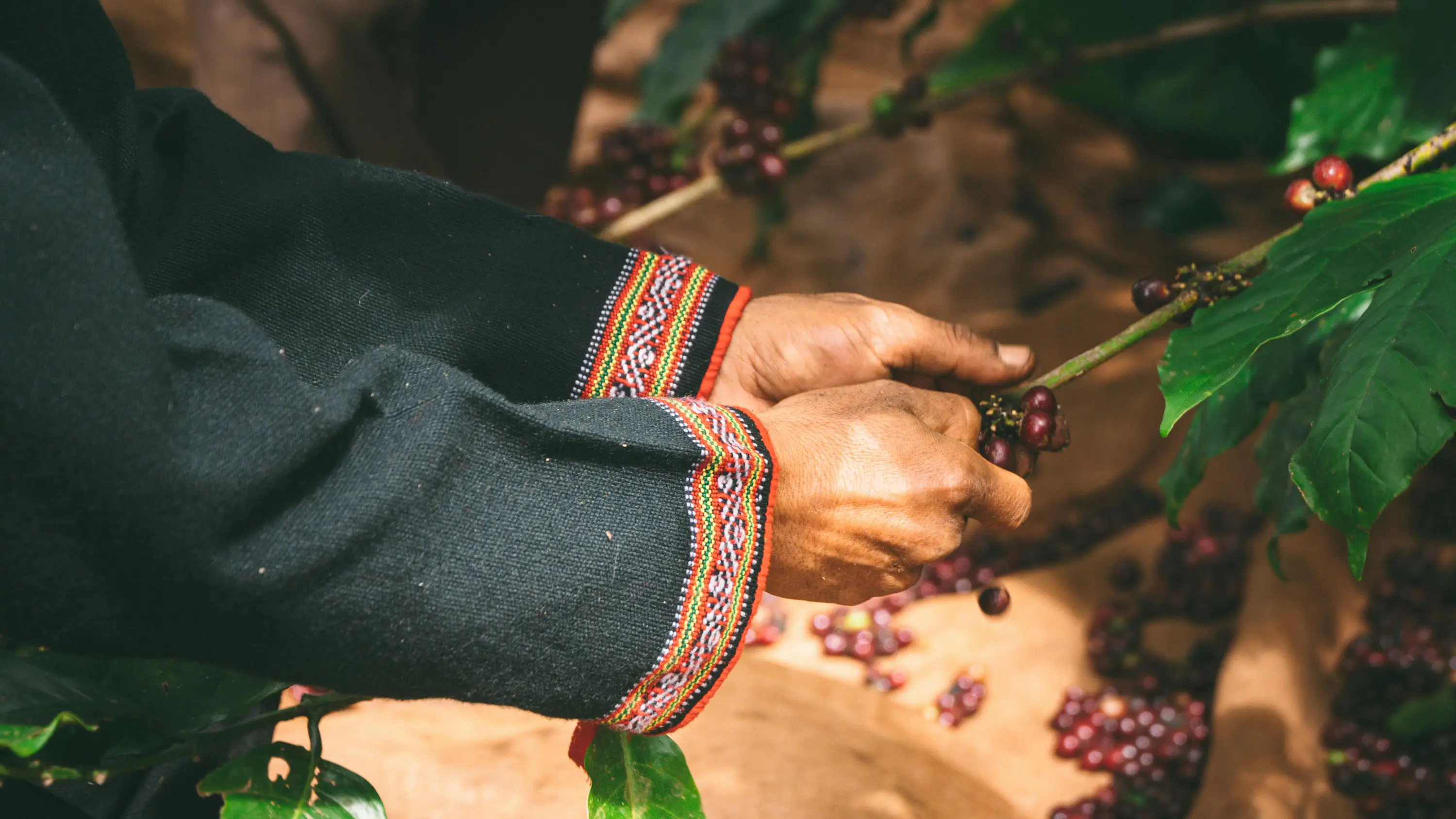 Nahaufnahme Hände beim Kaffee ernten