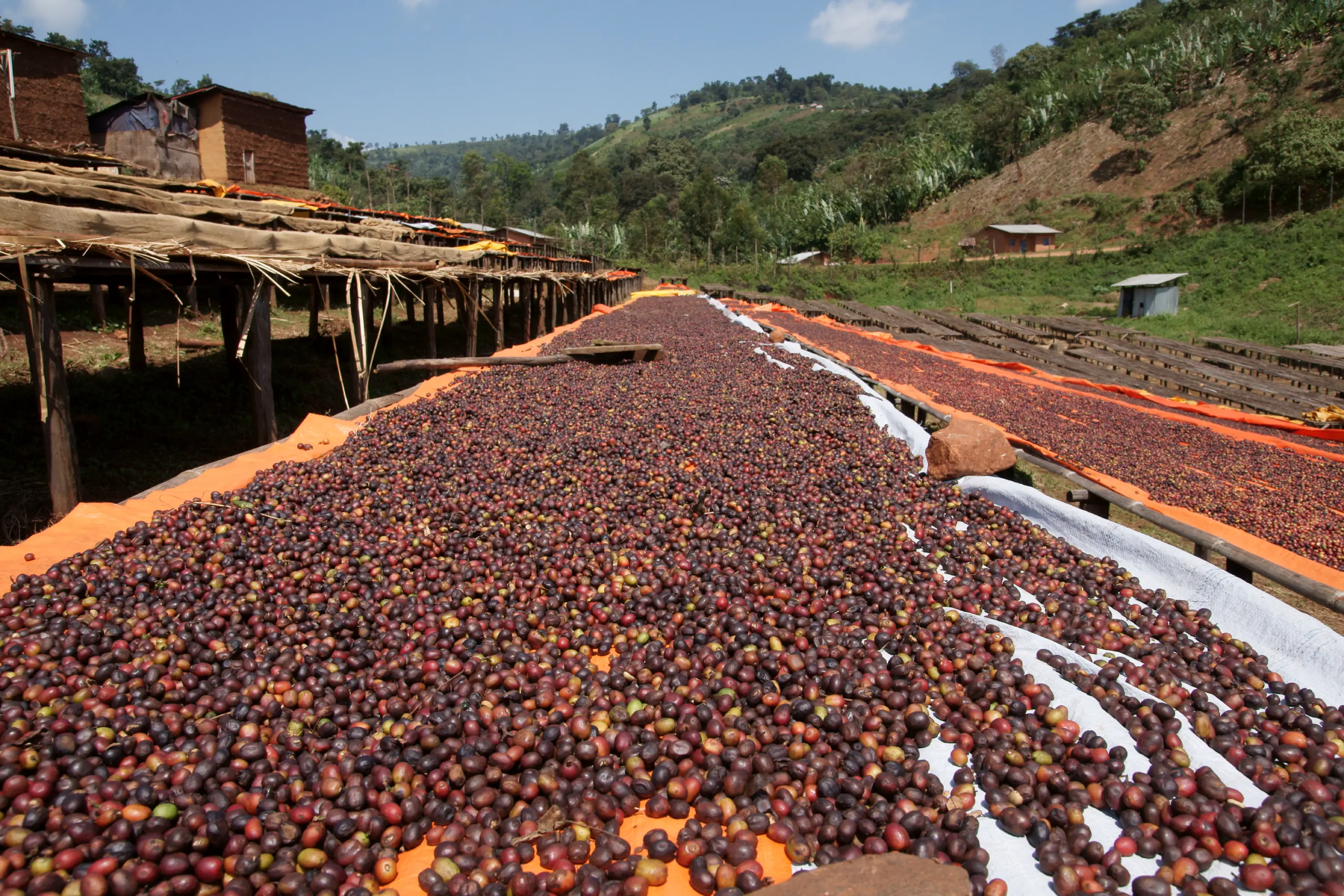Kaffeebohnen im Trocknen in der Sonne