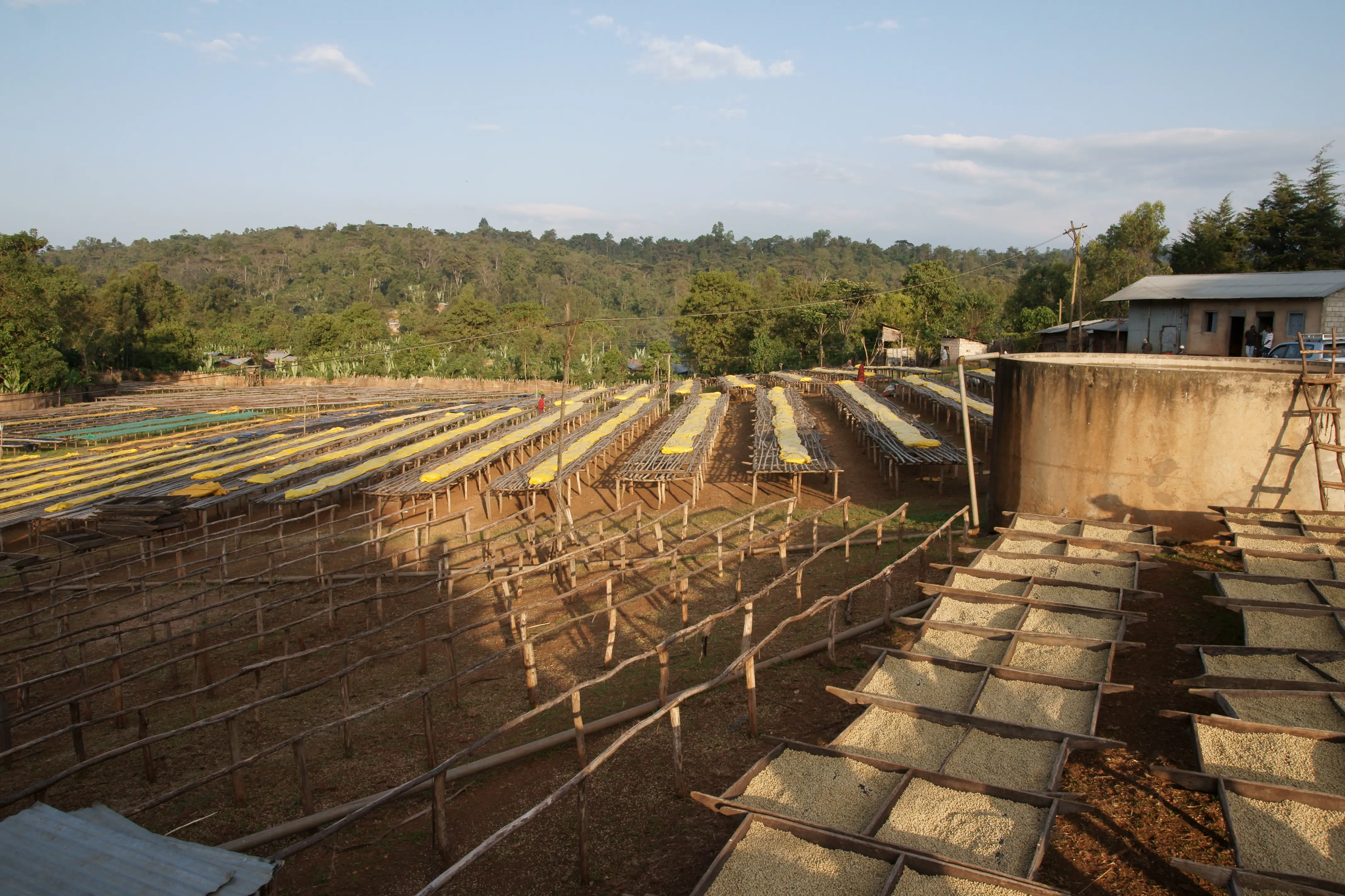 Kaffeeplantage in der Sonne