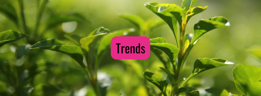 Nahaufnahme Teepflanze