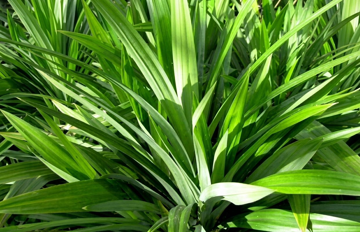 Nahaufnahme einer frischen Pandan-Pflanze (Pandanus amaryllifolius) mit leuchtend grünen, langen Blättern in natürlichem Sonnenlicht
