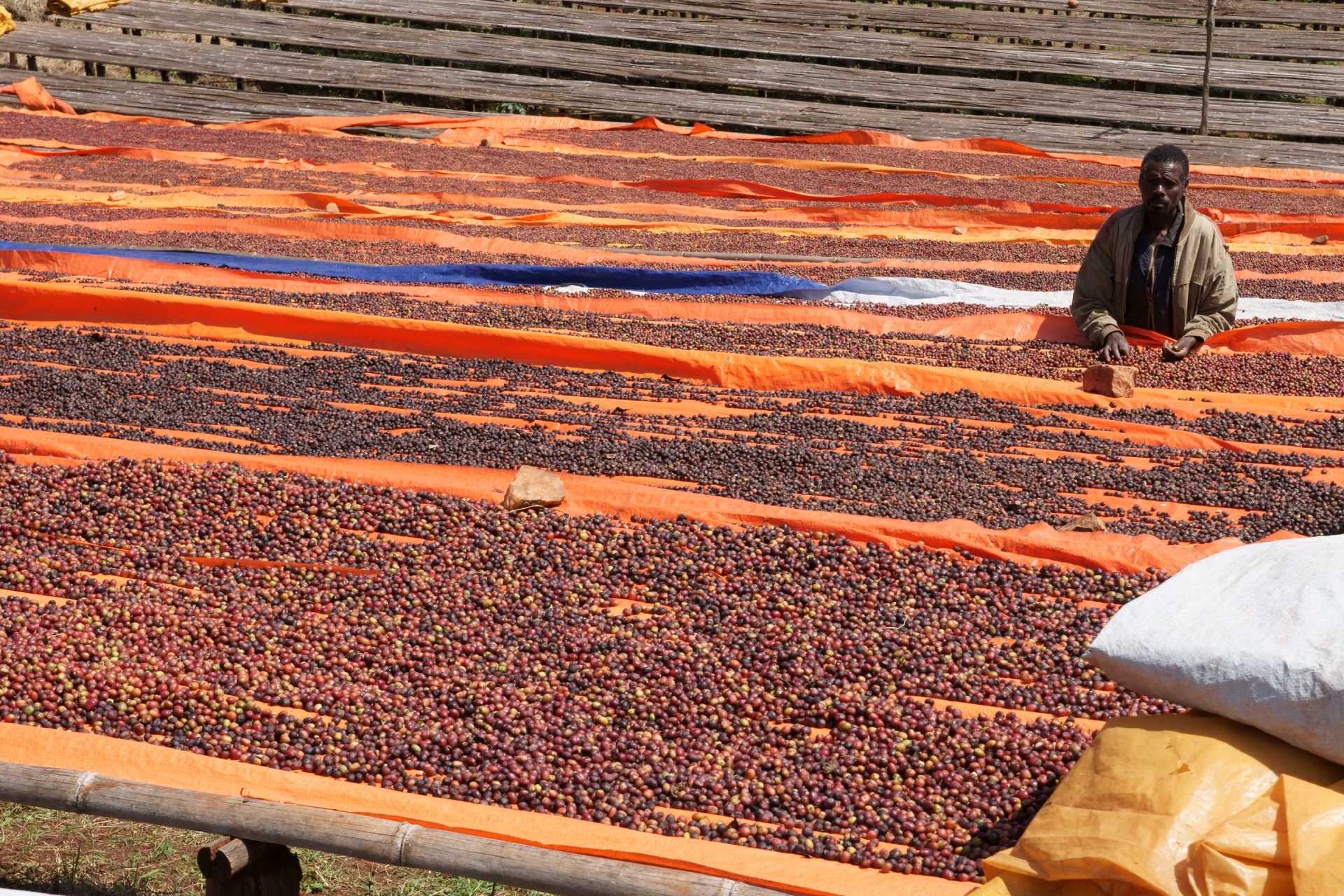 Kaffee Bohnen getrocknet in der Sonne ausliegend