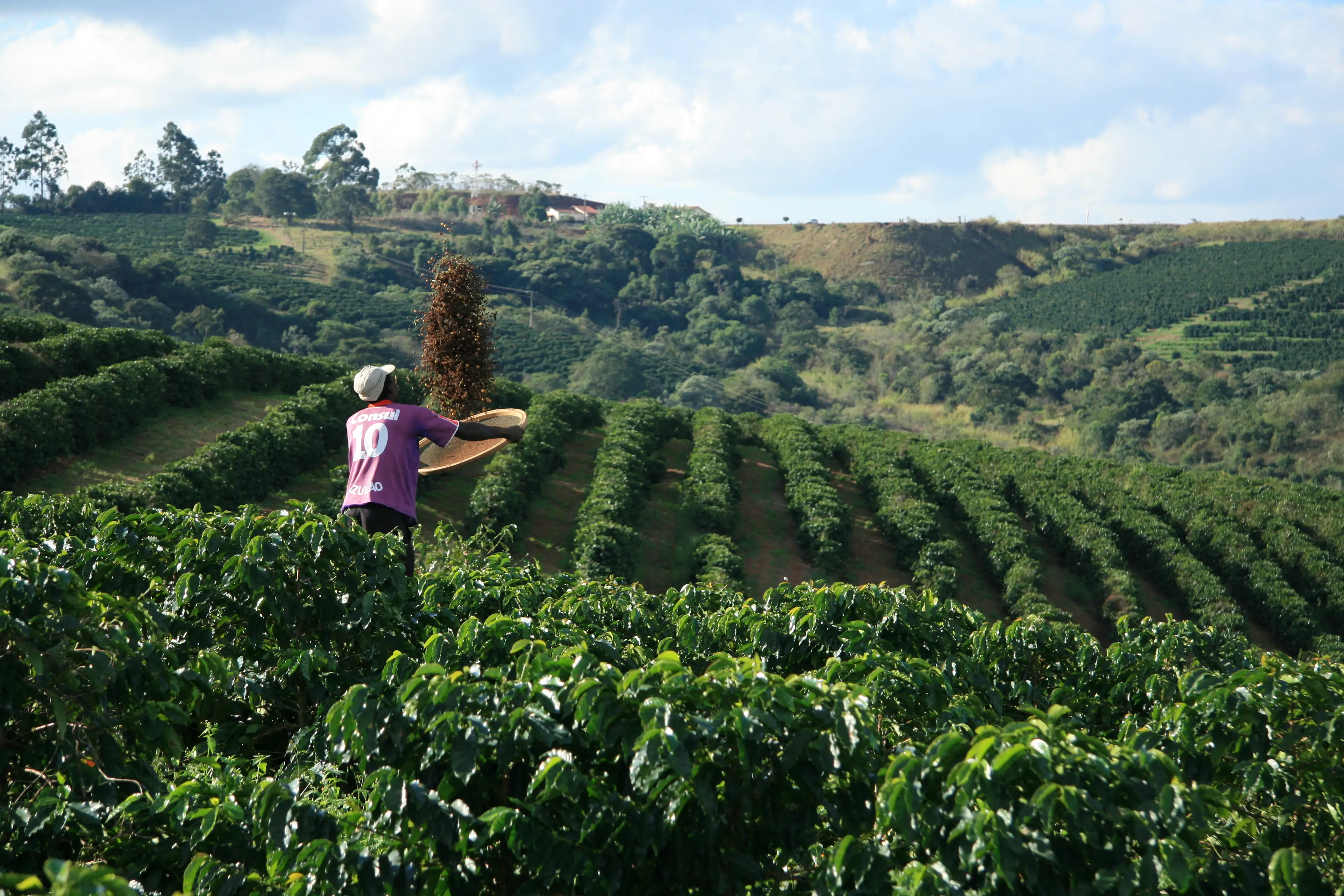 Kaffeeplantage mit Erntehelfer