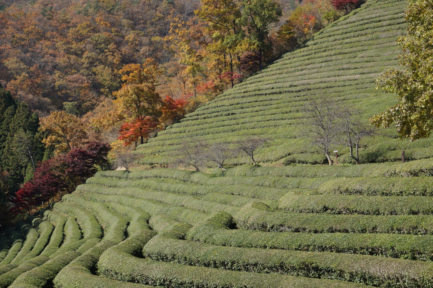 Teeplantage am Hang im Herbst
